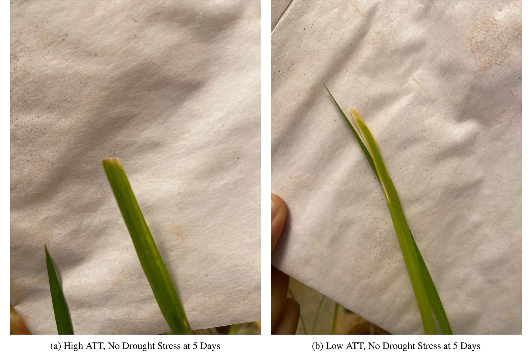 Side-by-side photographs of a high-ATT and a low-ATT rice leaf five days after Xanthomonas oryzae inoculation, the low-ATT leaf showing far more extensive necrotic lesioning